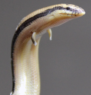 snek